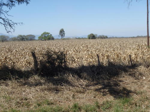 Looks like Corn but it is Sugar Cane.